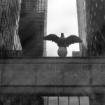 Amerika-Adler