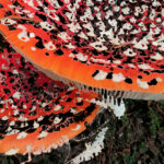 Fliegenpilz als Sprengbild