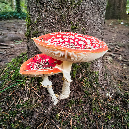 Zwei Fliegenpilze vor Baum
